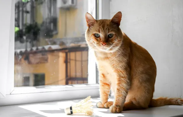 Cat, cat, look, glass, light, pose, house, wall