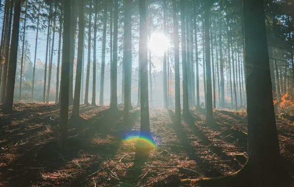 Autumn, forest, the sun, rays, light, branches, bright, fog