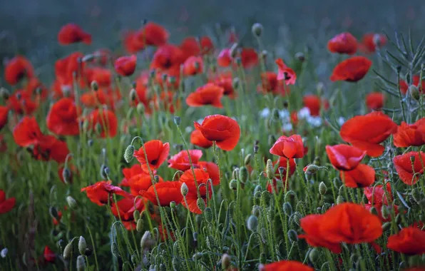 Picture field, summer, flowers, red, Mac, Maki, meadow, a lot