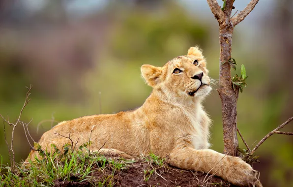 Leo, small, looks