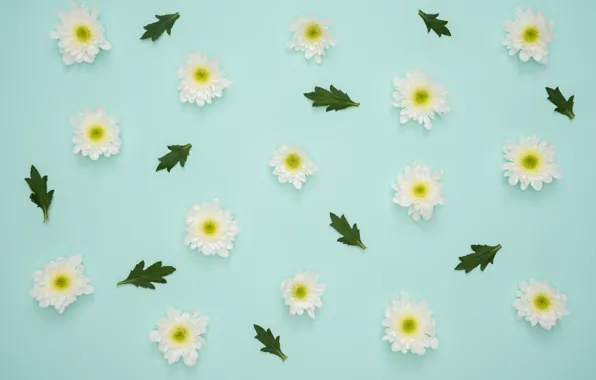 Picture flowers, flowers, petals, decoration, green leaf