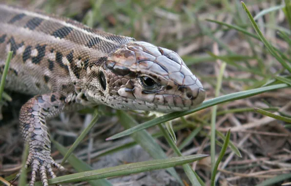 Nature, Lizard, Stick