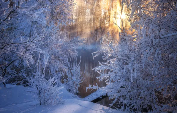 Winter, snow, trees, branches, river, frost
