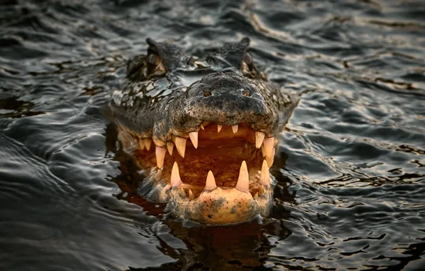 Water, teeth, head, crocodile, mouth, Alexander Gil