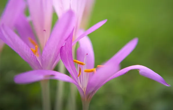 Flower, paint, petals, stamens