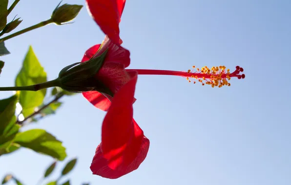 Flower, the sky, hibiscus