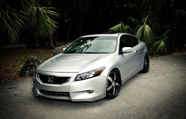 Picture palm trees, the evening, Honda, Accord, Honda, tuning