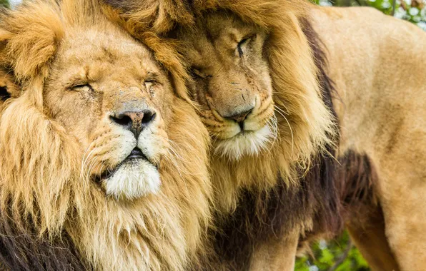 Cats, Leo, pair, mane, lions, brothers