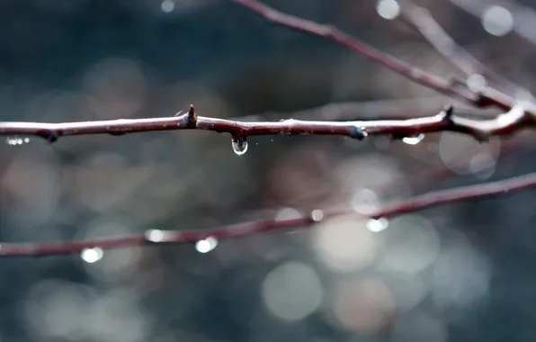 Water, drops, macro, branches, background, branch, bokeh
