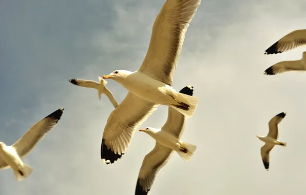 The sky, clouds, flight, bird, seagulls