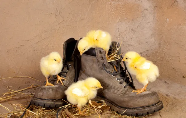 Chickens, shoes, straw, Chicks, curiosity