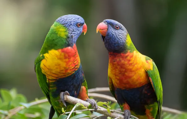 Birds, background, pair, parrots, Fleur Walton