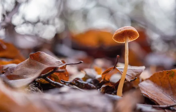 Autumn, leaves, mushroom, bokeh, autumn leaves