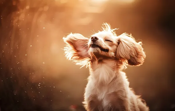 Field, look, light, nature, pose, the wind, portrait, dog