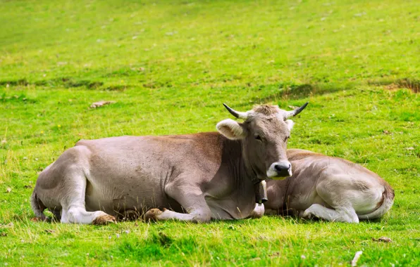 Nature, Meadow, Cows, Pasture