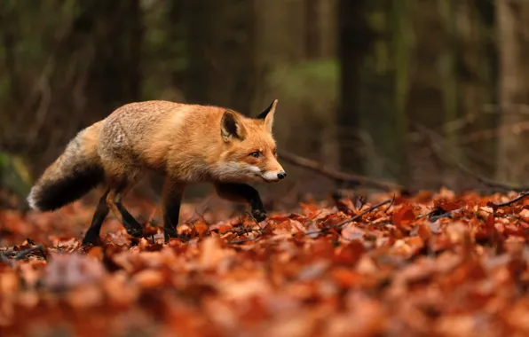 Fox, autumn forest, fallen leaves