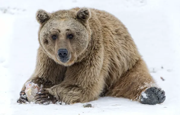 Snow, bear, lunch
