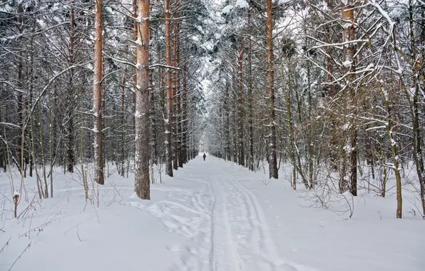 Winter, forest, snow, nature, pine, Landscape