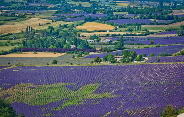 Picture field, trees, house, Sunny, the view from the top, lavender