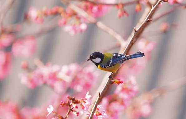 Picture bird, spring, Sakura, tit