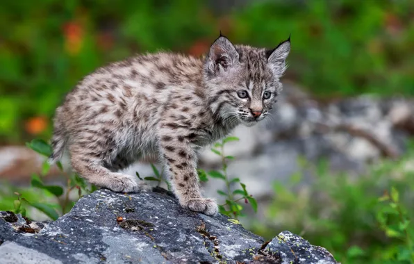 Picture nature, pose, stones, kitty, lynx, bokeh, a small lynx