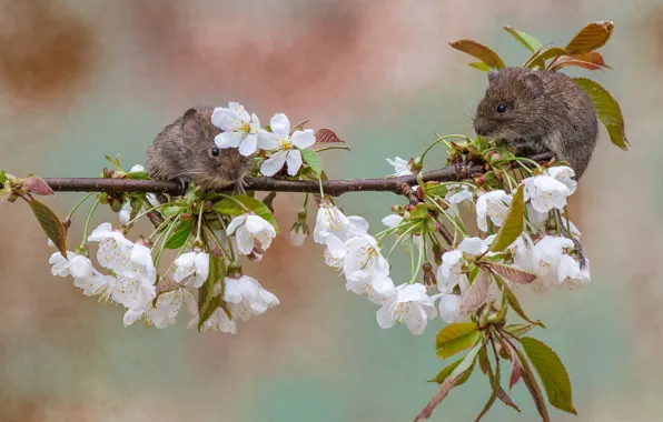 Cherry, background, branch, pair, flowering, flowers, rodents, Bank vole