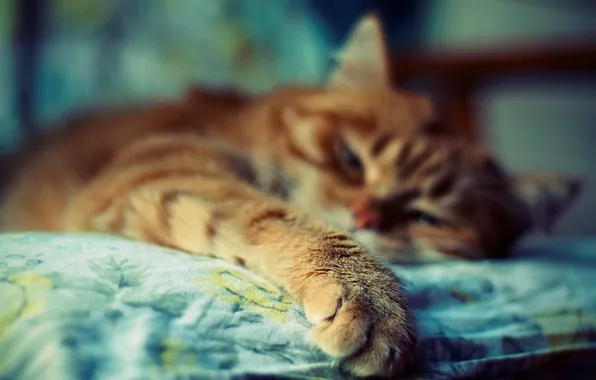 Picture cat, color, photo, background, Wallpaper, bright, paws, blur