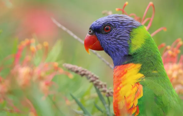 Picture look, flowers, nature, green, background, bird, bright, portrait