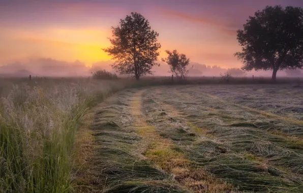 Field, trees, fog, dawn, dal, morning, spikelets, hay