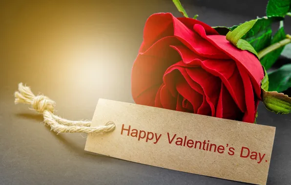 Red, love, rose, romantic, gift, valentine`s day