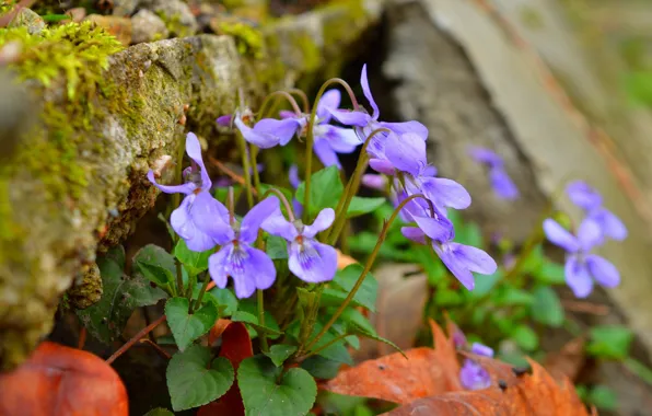 Picture Spring, Spring, Purple flowers, Purple flowers