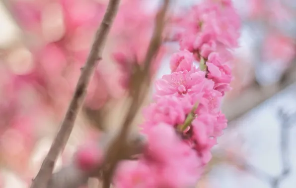 Flowers, branches, blur, branch, spring, pink, flowering, blur