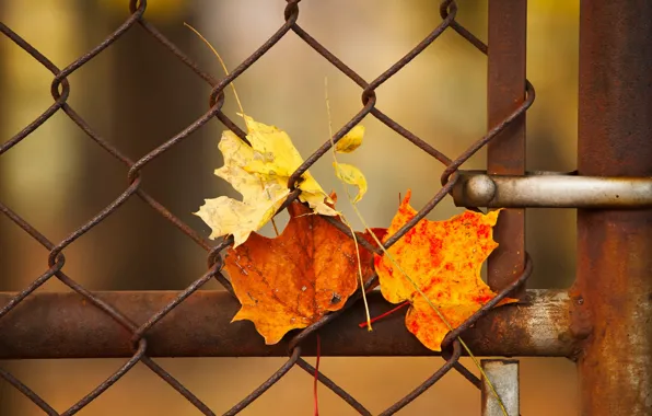 Picture leaves, macro, the fence
