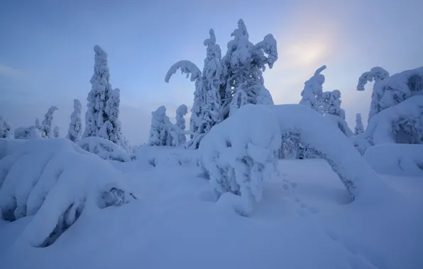 Winter, snow, trees, traces, the snow, Finland, Lapland