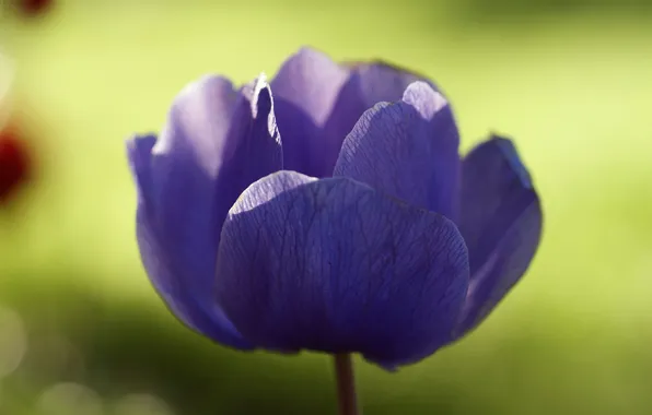 Picture flower, purple, macro, Sunny, anemone, Anemone