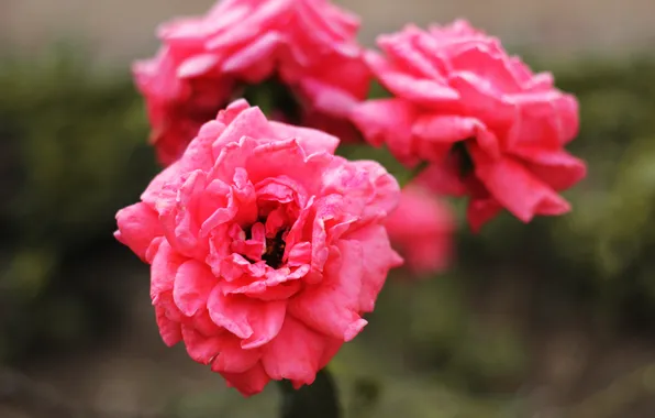 Flowers, petals, pink