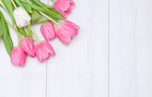 White, background, tulips, pink