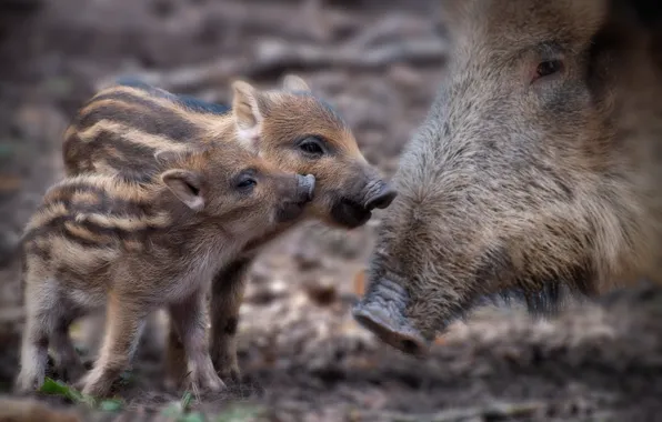 Nature, background, boars