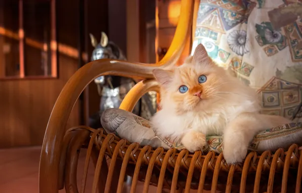 Picture cat, cat, stay, chair