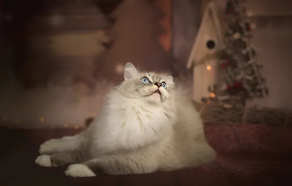 Cat, cat, look, pose, Christmas, New year, lies, house