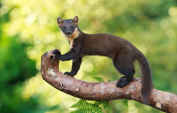 Look, nature, pose, face, marten