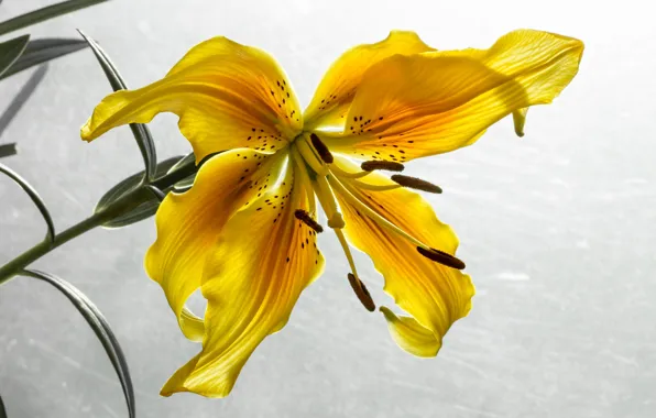 Wallpaper Lily, petals, flowers