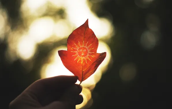 The sun, macro, nature, leaf