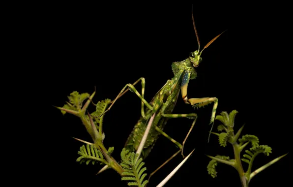 Picture look, macro, pose, green, legs, plants, mantis, alien