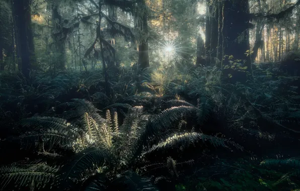 Forest, the sun, rays, light, trees, branches, thickets, trunks