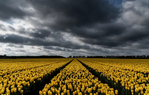 Field, nature, tulips