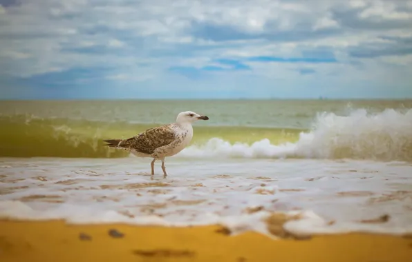 Picture sea, bird, shore