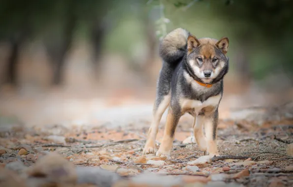 Nature, stones, dog, collar, young, doggie, Shiba inu