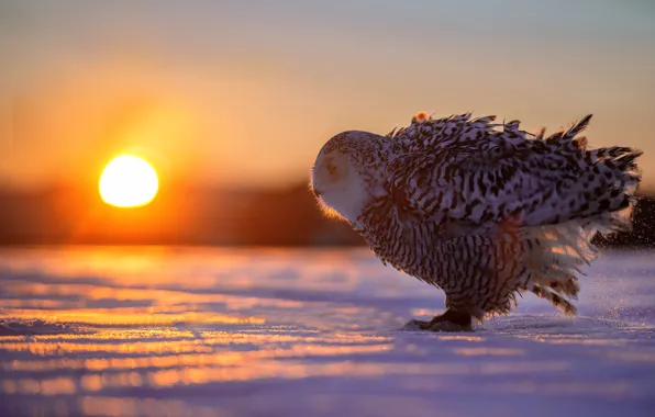 Snow, sunset, owl
