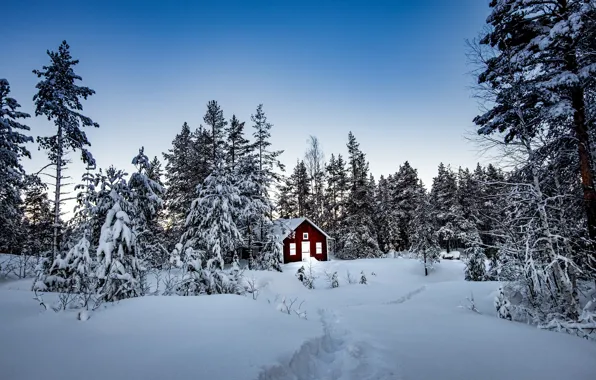 Winter, forest, snow, trees, house, Sweden, Sweden, Storforsen Nature Reserve
